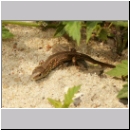 Lacerta agilis - Zauneidechse jung01.jpg